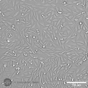 CHO-CTLA4