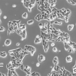 CC531 Cells