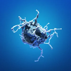 B-LCL-HROC113 Cells