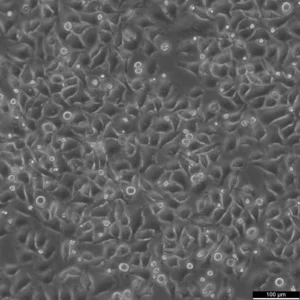 HK-CRISPR-Nup188-mEGFP Cells
