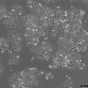 HK-CRISPR-Nup93-mEGFP Cells