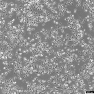 HK-CRISPR-mEGFP-Nup153 Cells