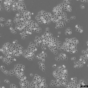 HK-CRISPR-mEGFP-Nup214 Cells