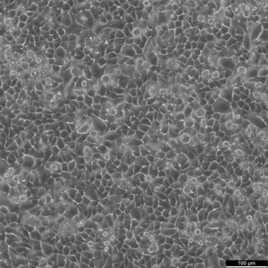 HK-CRISPR-mEGFP-Seh1 Cells