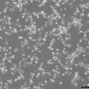 HK EGFP-alpha-tubulin/H2B-mCherry Cells