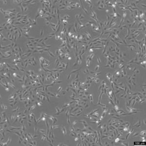 U2OS-CRISPR-NUP96-SNAP Cells