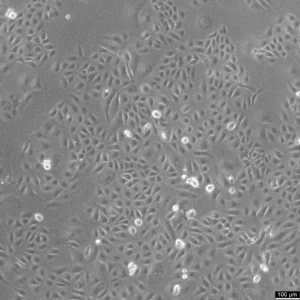 U2OS-CRISPR-SNAPf-Nup358/RanBP2 Cells