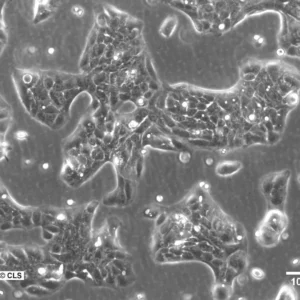 HaCaT-ras A5 Cells