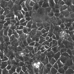 HaCaT-ras II-4 Cells