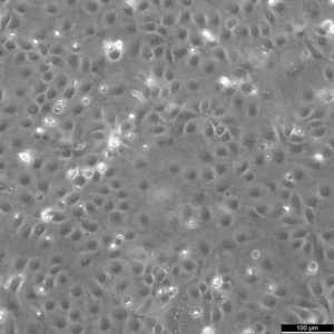 HCE-T Cells