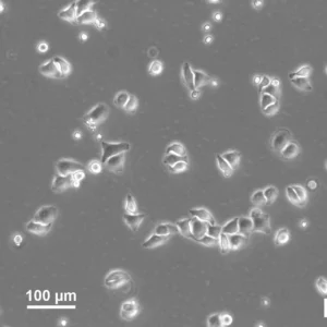 HK EB3-EGFP Cells