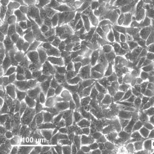 HK EGFP-Cap-D2 Cells