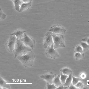 HK EGFP-H2B Cells
