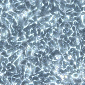 HK EGFP-LaminA/H2B-mCherry Cells