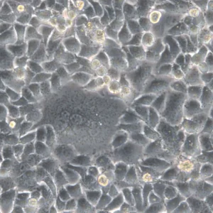 HK-2xZFN-mEGFP-Nup107 Cells
