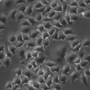 HK-2xZFN-Smc4-mEGFP Cells