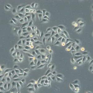 HK-ZFN-AURKB-mEGFP Cells
