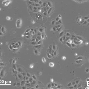 HNO223 Cells