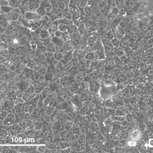 HNO41 Cells