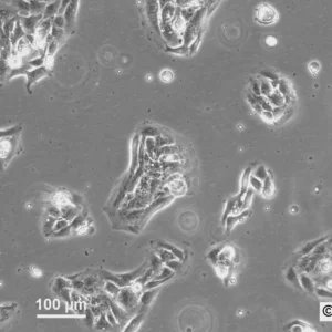 HNO97 Cells