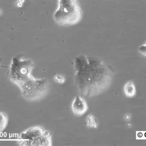 HROBMC01 Cells