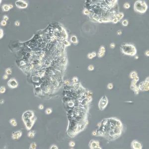 HROC103 T0 M1 Cells