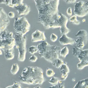 HROC113 Cells