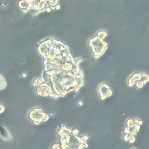 HROC131 T0 M3 Cells