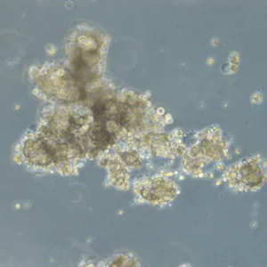 HROC147 T0 M1 Cells