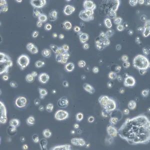 HROC183 Cells