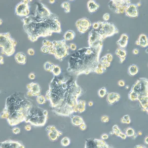 HROC183 T0 M2 Cells