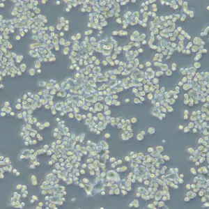 HROC212 Cells