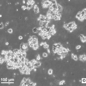 HROC24 Cells