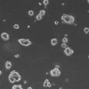 HROC24 T3 M1 #2 Cells