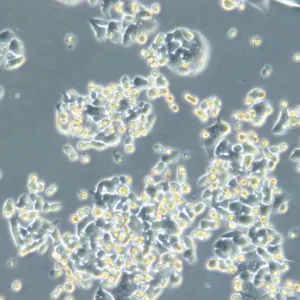 HROC257 T0 M1 Cells