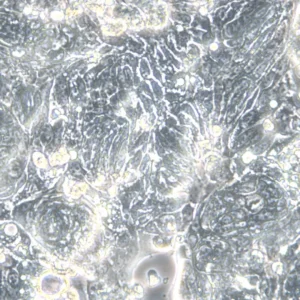 HROC277 T0 M1 Cells