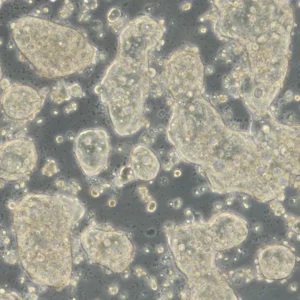 HROC278 T0 M1 Cells