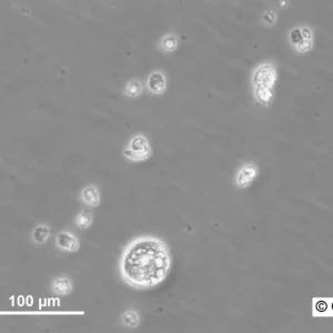 HROC313Met Cells