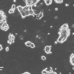 HROC324 Cells