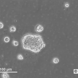 HROC364 Cells