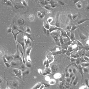 HROC383 Cells