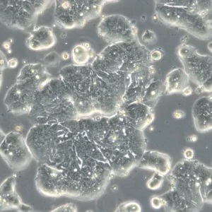 HROC39 T0 M2 Cells