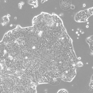 HROC46 T0 M1 Cells