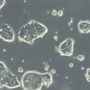 HROC50 T1 M5 Cells