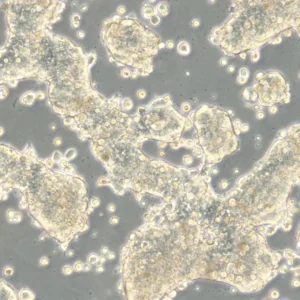 HROC57 Cells