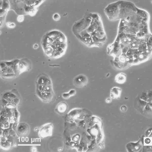 HROC60 Cells