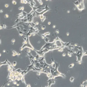 HROC69 Cells