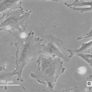 HROG02 Cells