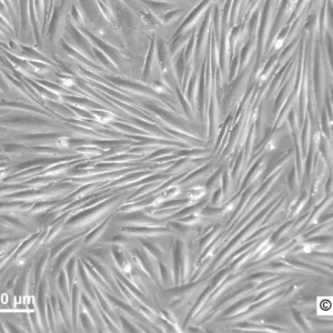 HROG04 Cells