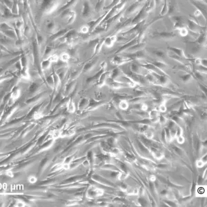 HROG05 Cells
